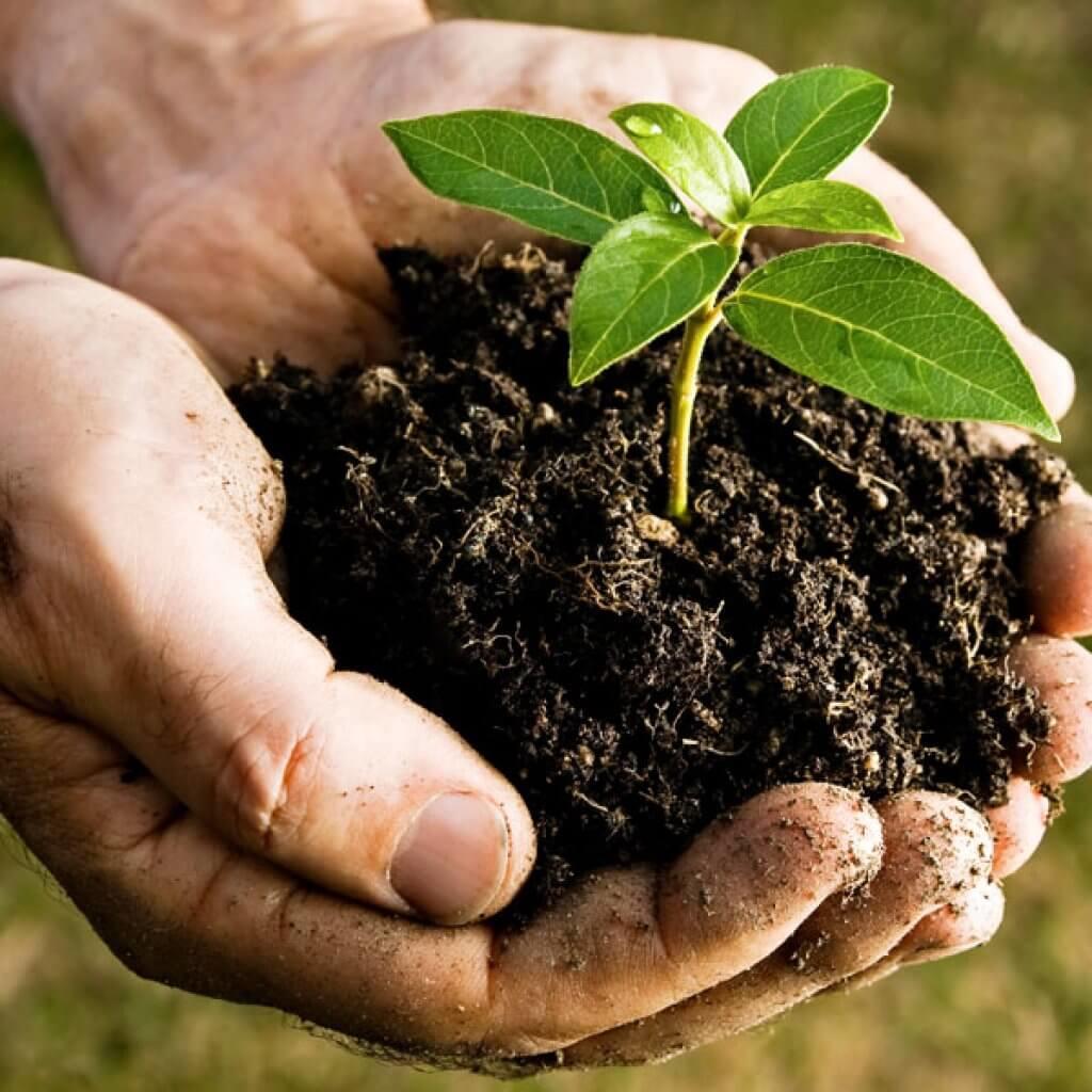 Compost-Environmentally-Friendly-Organic-Baby-Cereal-VS-Conventional-Cereal