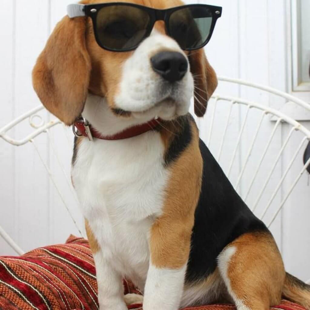 Beagle-Best-Dog-Breeds
