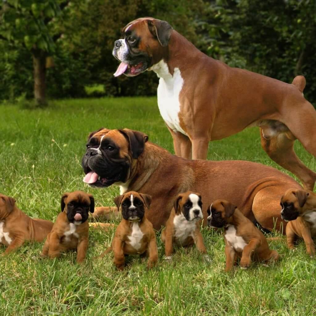 Boxers-Best-Dog-Breeds