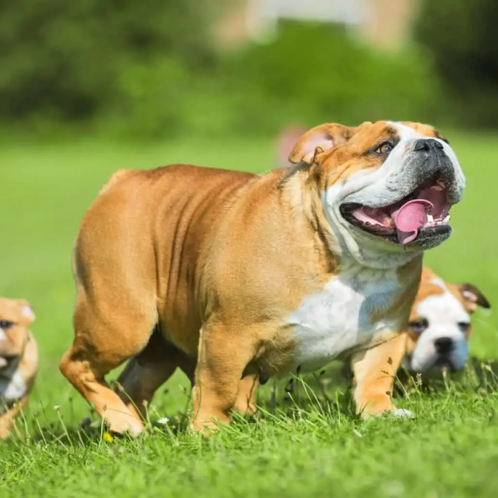 Bulldog-Best-Dog-Breeds