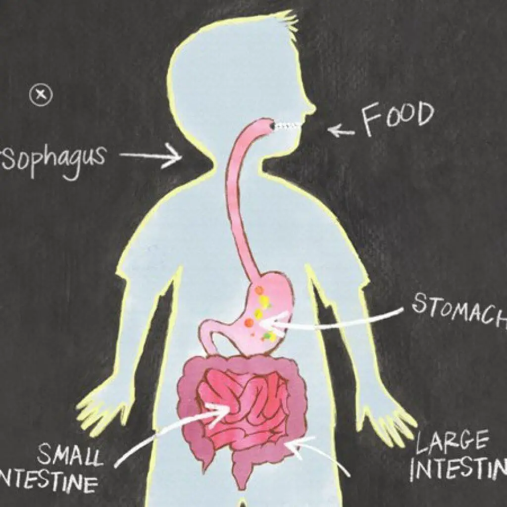Childs-Intestine-What-Makes-A-Child-ready-For-Solid-Food
