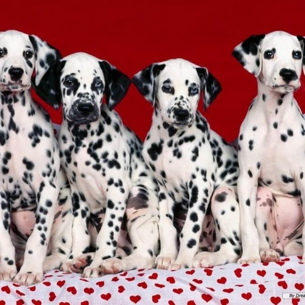 Dalmatians-Best-Dog-Breeds