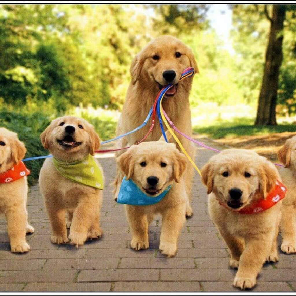 Golden-Retriever-Best-Dog-Breeds