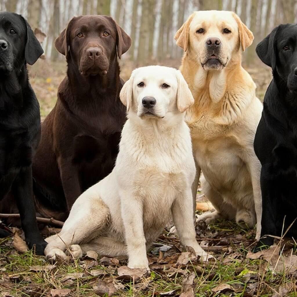 Labrador-Retriever-Best-Dog-Breeds