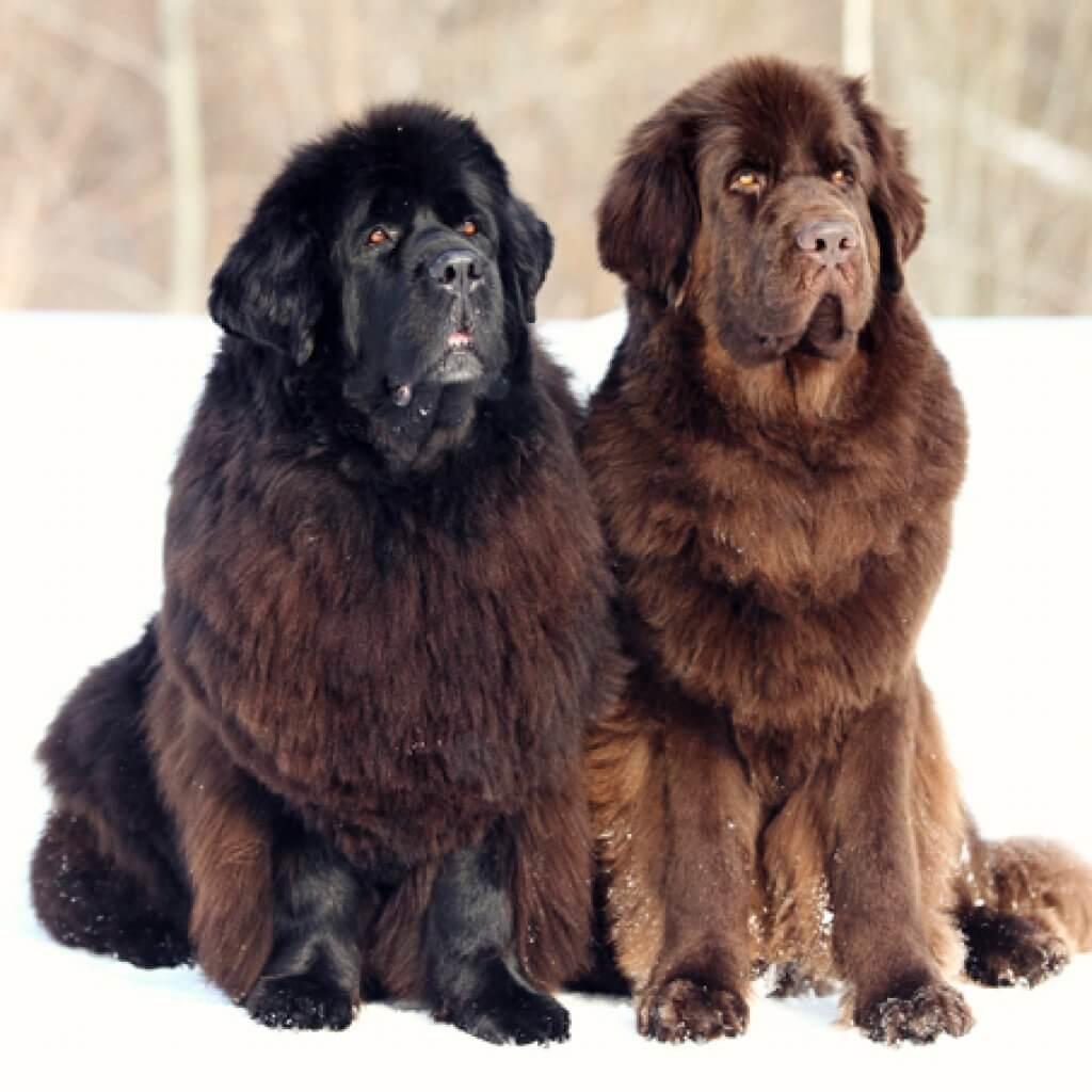 Newfoundland-Best-Dog-Breeds
