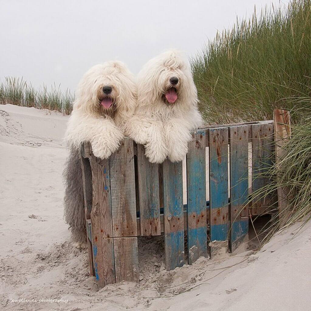 Old-English-Sheepdog-Best-Dog-Breeds