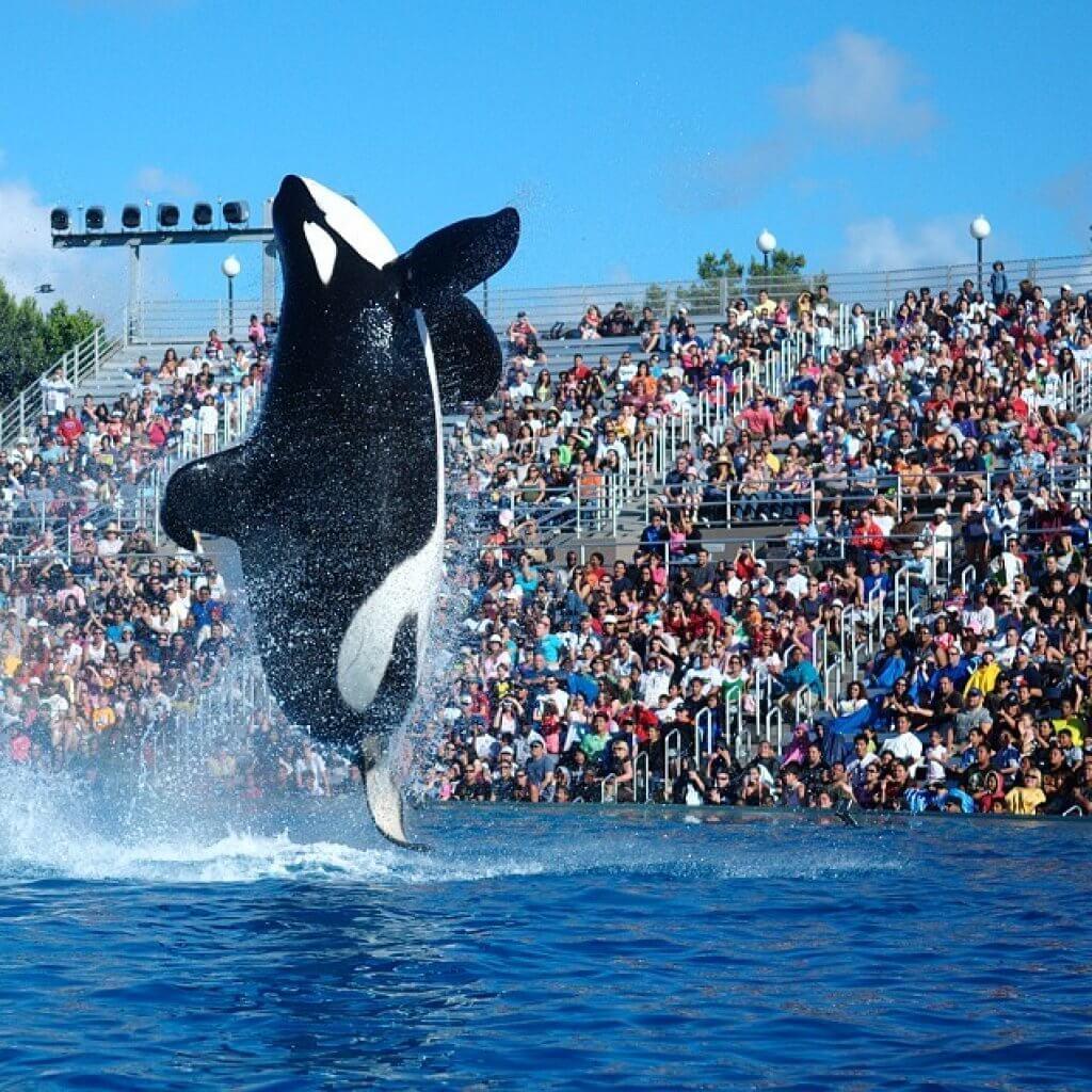 Sea-World-Orlando-Florida-Best-Amusement-Parks-for-Kids-Blog-Page