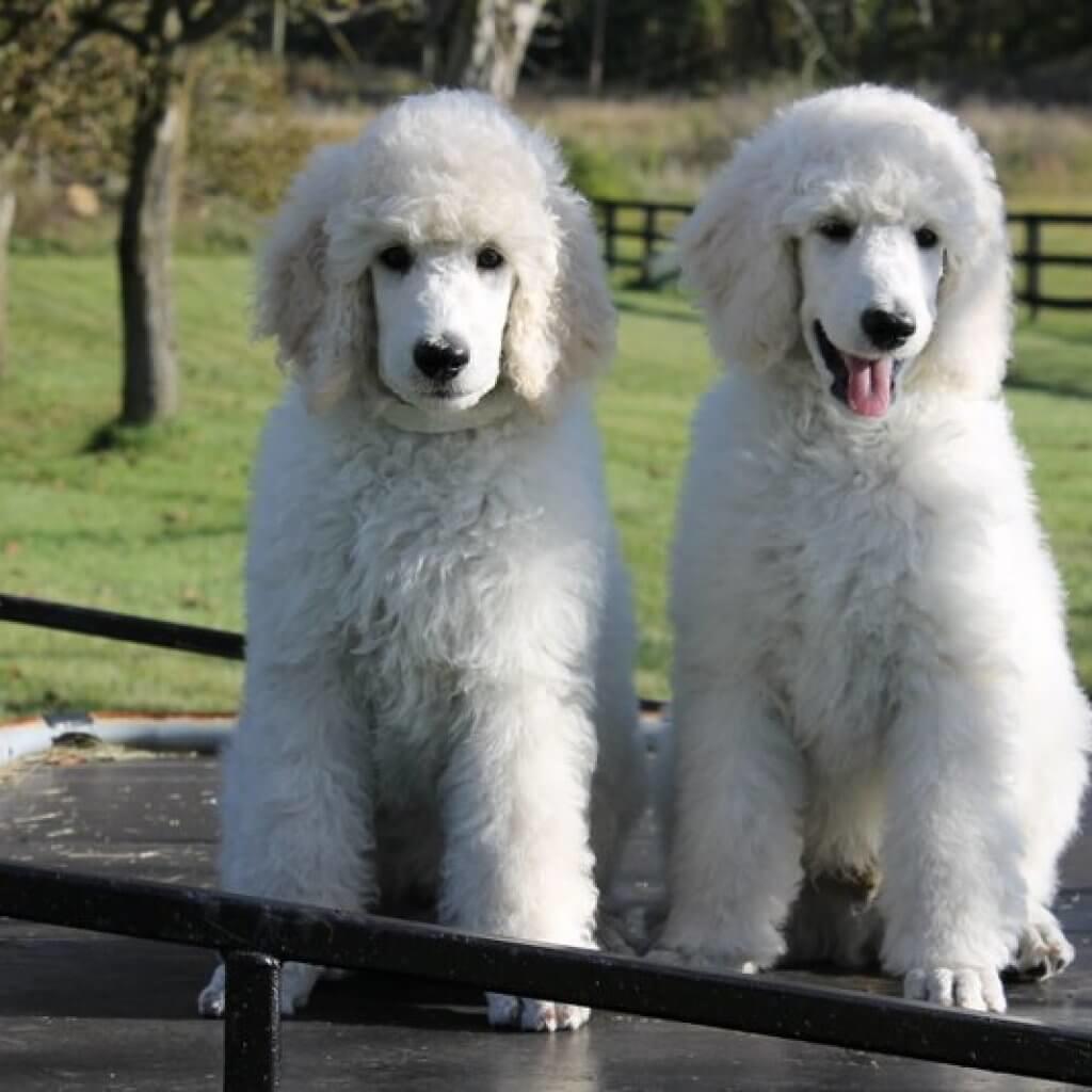 Standard-Poodle_Best-Dog-Breeds