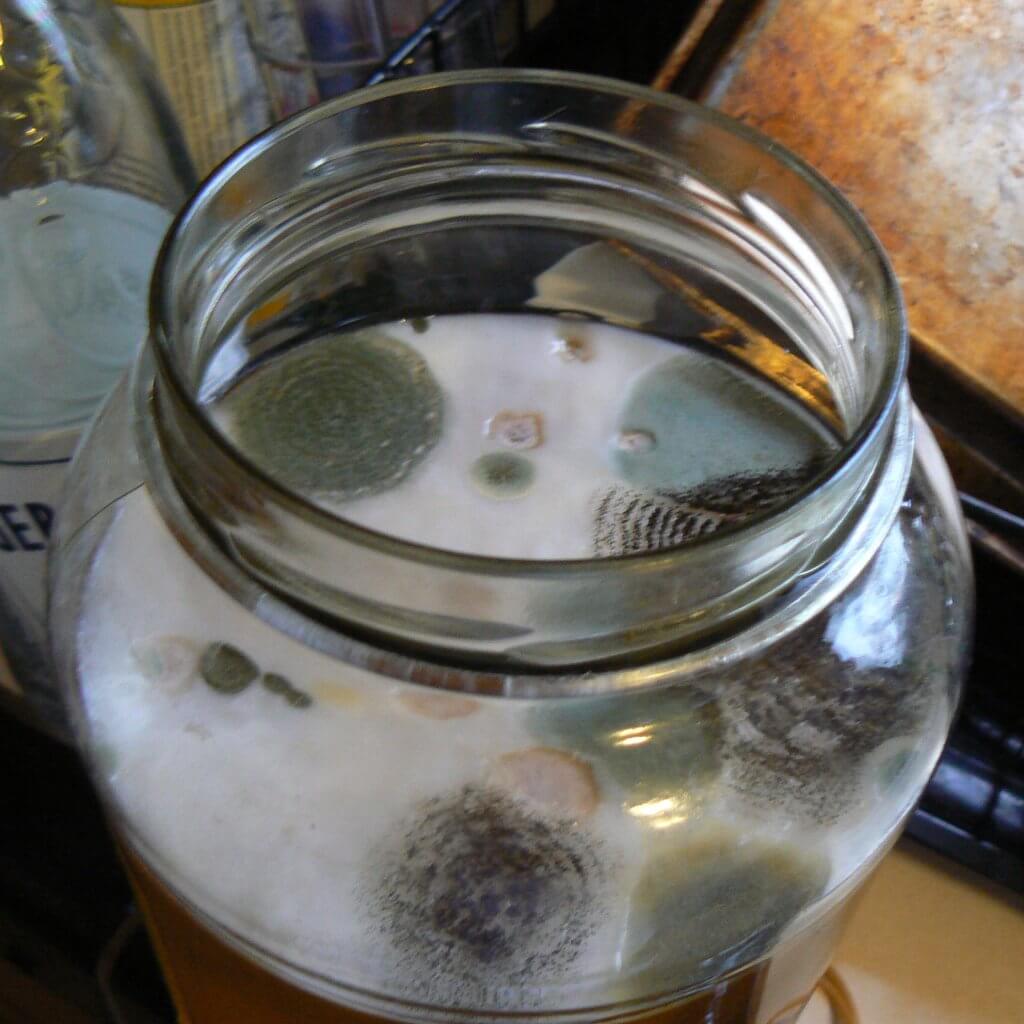 moldy-scoby-kombucha-blog-page