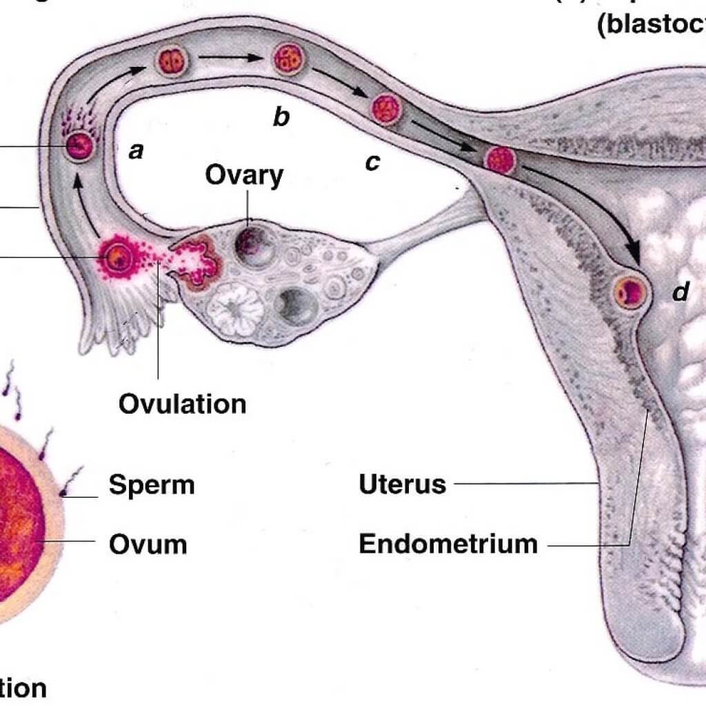 Blastocyst-Phase-Pregnancy-Guide