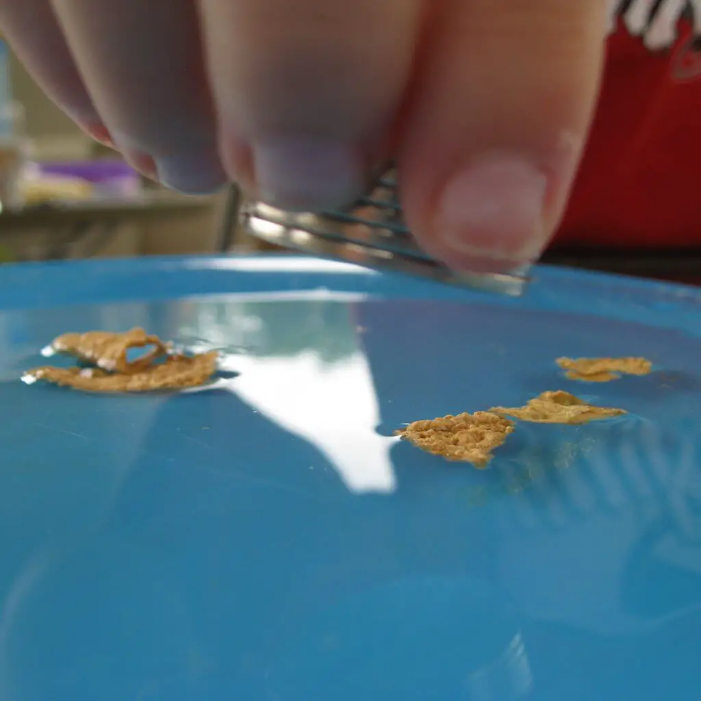 Magnetic-Cereal-Science-Experiment-Blog-Page