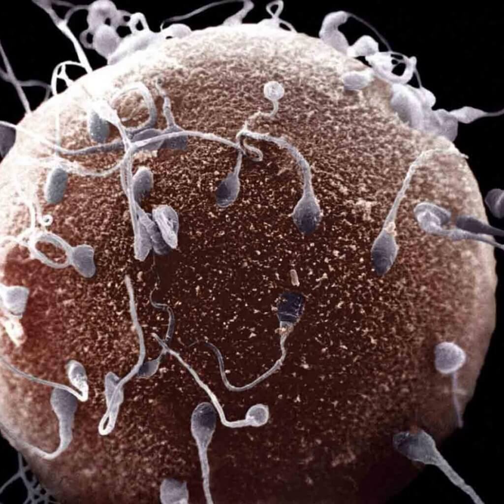 откуда в организме берется сперма фото 58