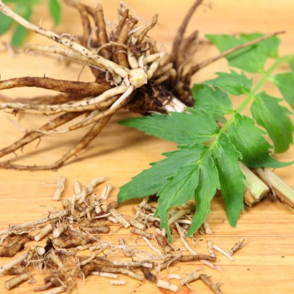 valerian-root-herbal-sleep-blog-page