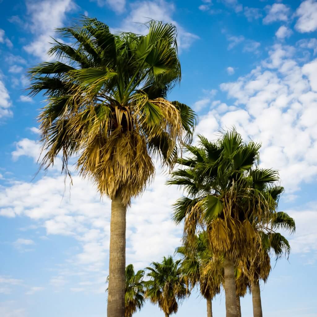 palm-trees-sugar-alternative-blog-page