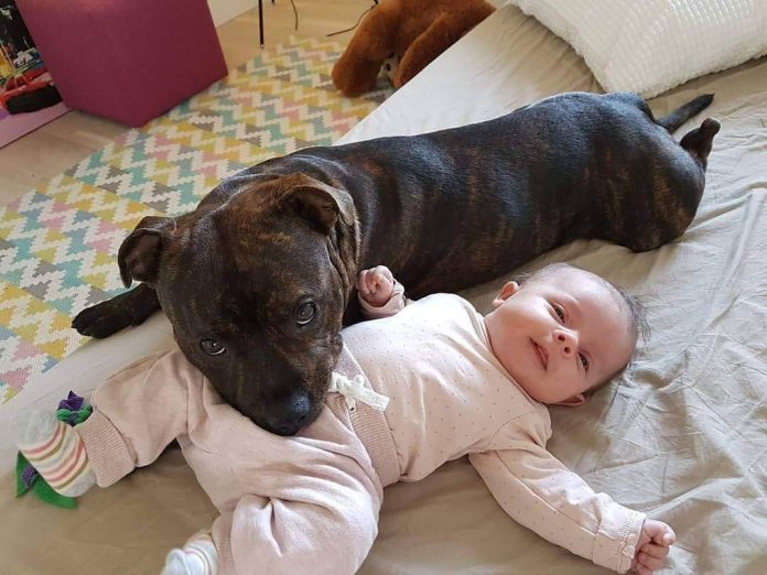 best dog for 12 year old boy