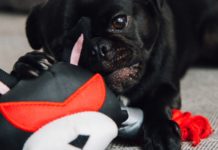 Here are the best Interactive dog toys.