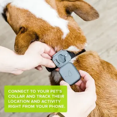 whistle go dog gps tracker collar