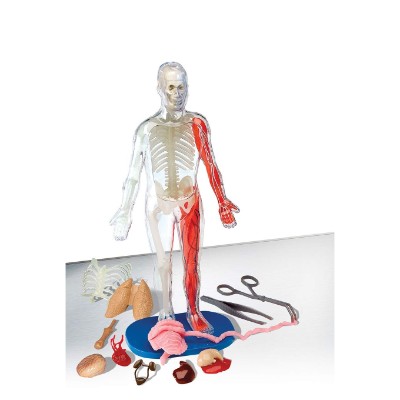 smartLab squishy human body science toy for kids pieces