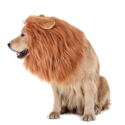 lion mane halloween dog costume side