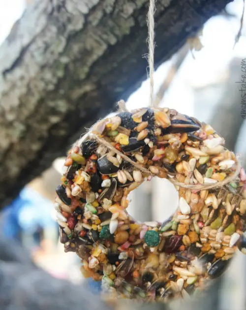 homemade bird feeder