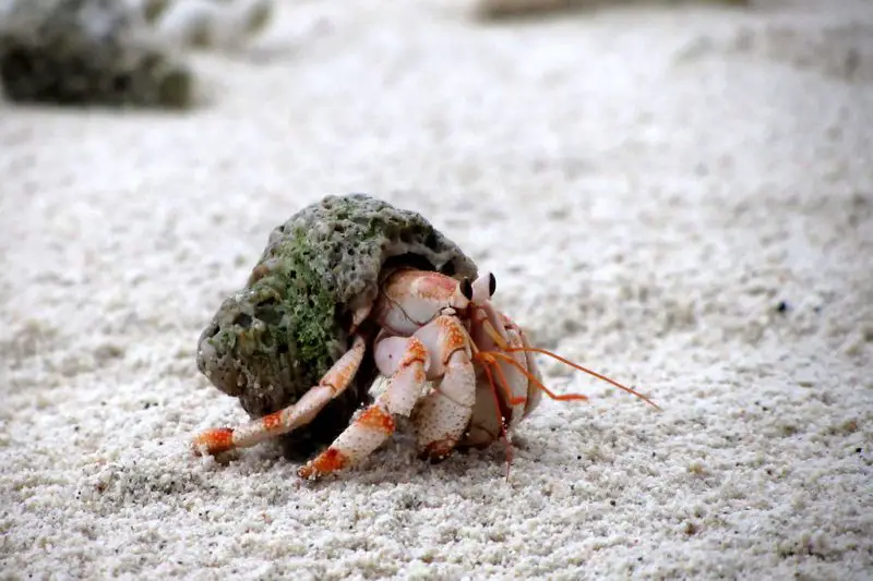 hermit crab