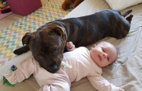 Best Dog Breeds For Kids And Their Safety