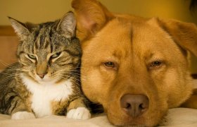 When Your Family Dog or Cat is Sick: How to Help