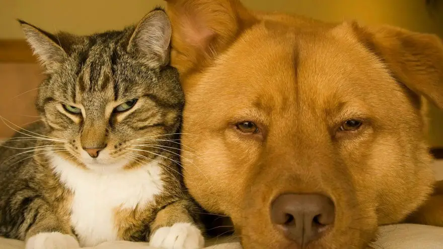 Read on to find out how to help your dog or cat when they are sick.