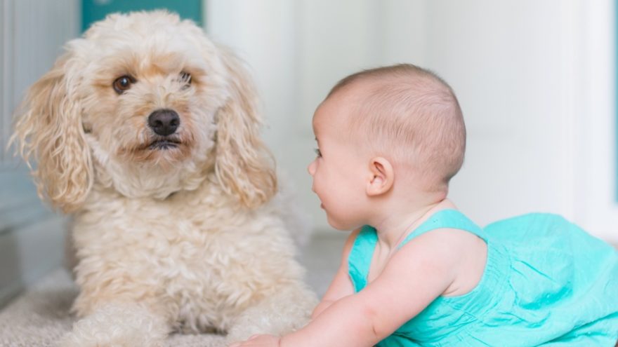 Here are some tips on introducing your dog to your newborn baby.