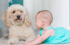 Introducing your Dog to your Baby: What to Expect