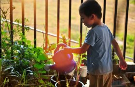 Kid-safe Plants to Grow in your Home