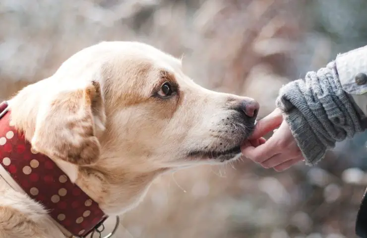 Read about pet assisted therapy for children on the autism spectrum.