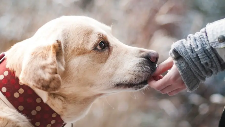 Read about pet assisted therapy for children on the autism spectrum.