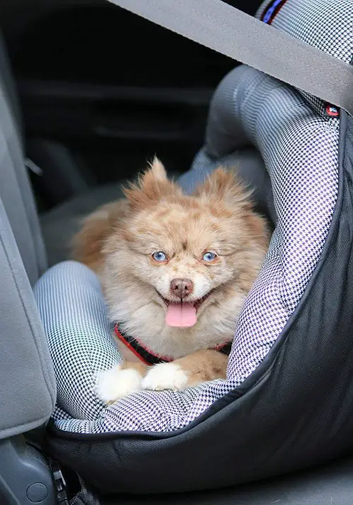 pupsaver crash-Tested dog car seat rear facing