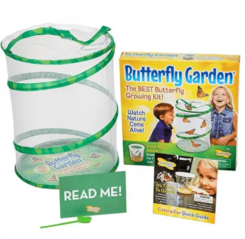 Best Butterfly Kits For Growing Or Keeping In 2024 