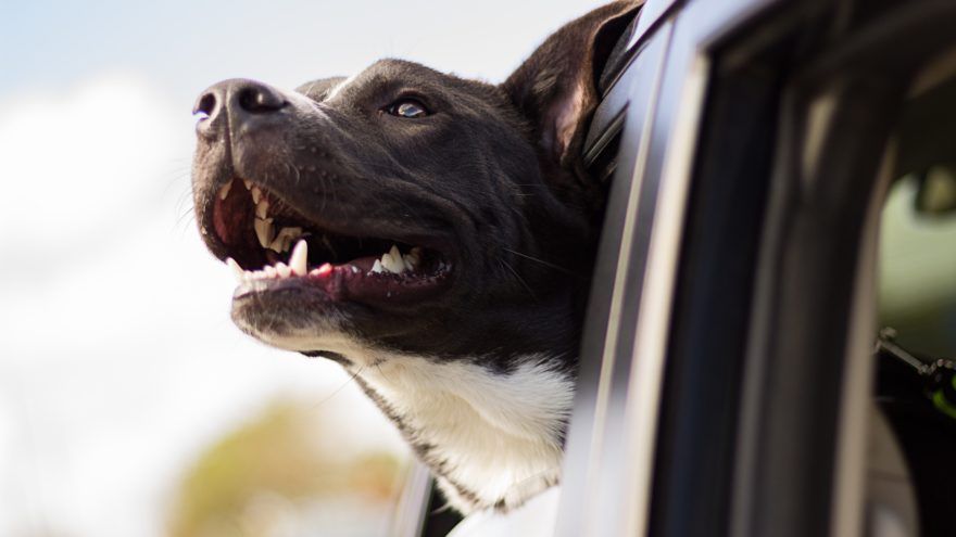 How to Travel with a Large Dog and a Family Tips on How to Travel with a Large Dog as a Family