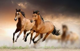 Best Schleich Horses and Animals for Kids Rated in 2022
