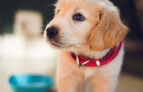 6 Things to Consider Before Getting a Puppy for Christmas