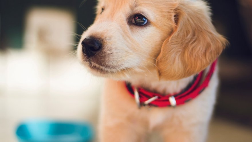 Here are the 6 most important things you should consider before getting a puppy for Christmas.