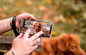 10 Best Pet Cameras Reviewed & Rated in 2024