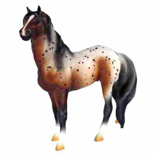 Bay Appaloosa Mustang