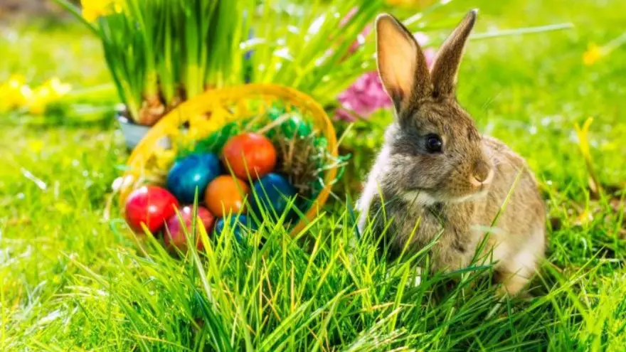 Unique Easter Basket Ideas for the Family Unique Easter Basket Ideas for the Family