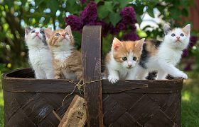 Best Cat Breeds for Children